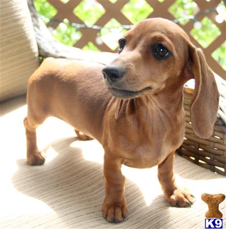 Dachshund